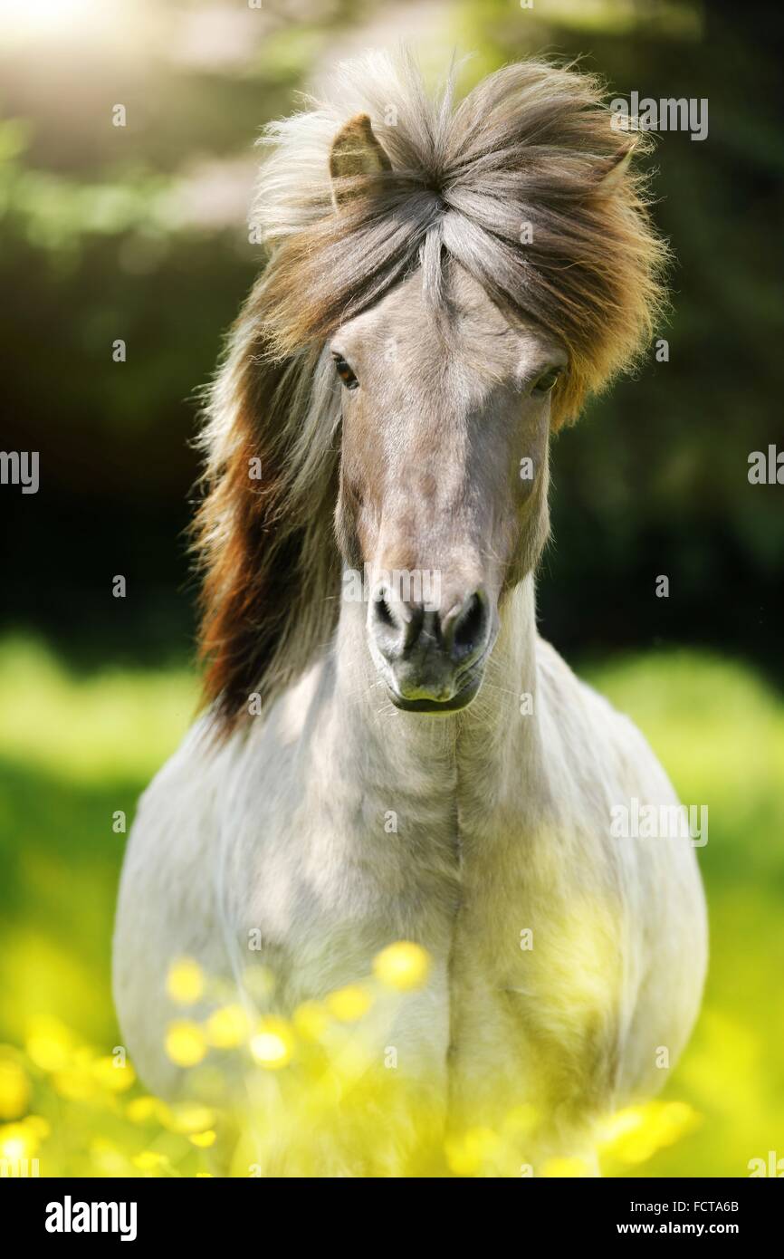 Icelandic horse Portrait Stock Photo Alamy