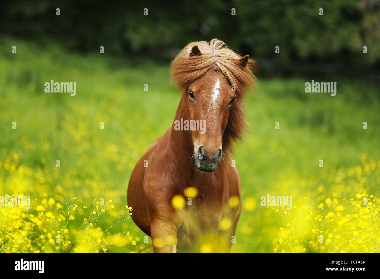 Icelandic horse Portrait Stock Photo