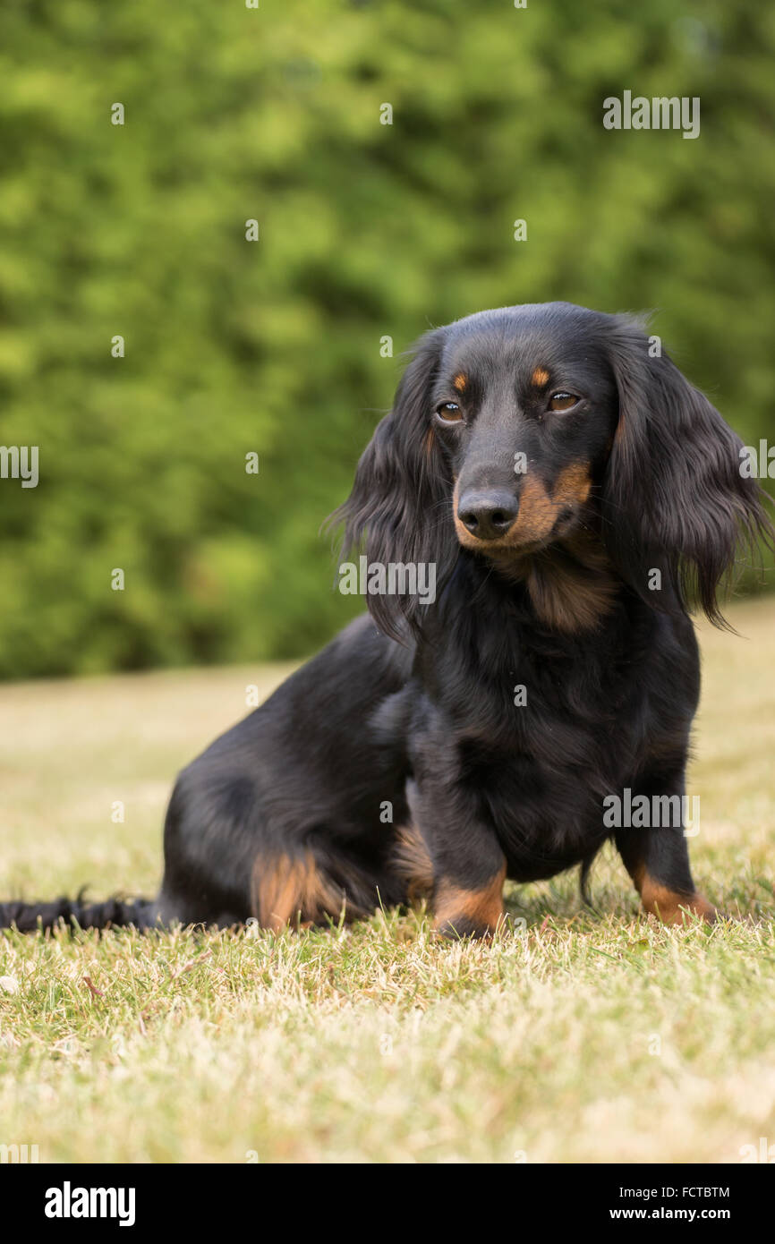 A young dachshund in the green garden Stock Photo