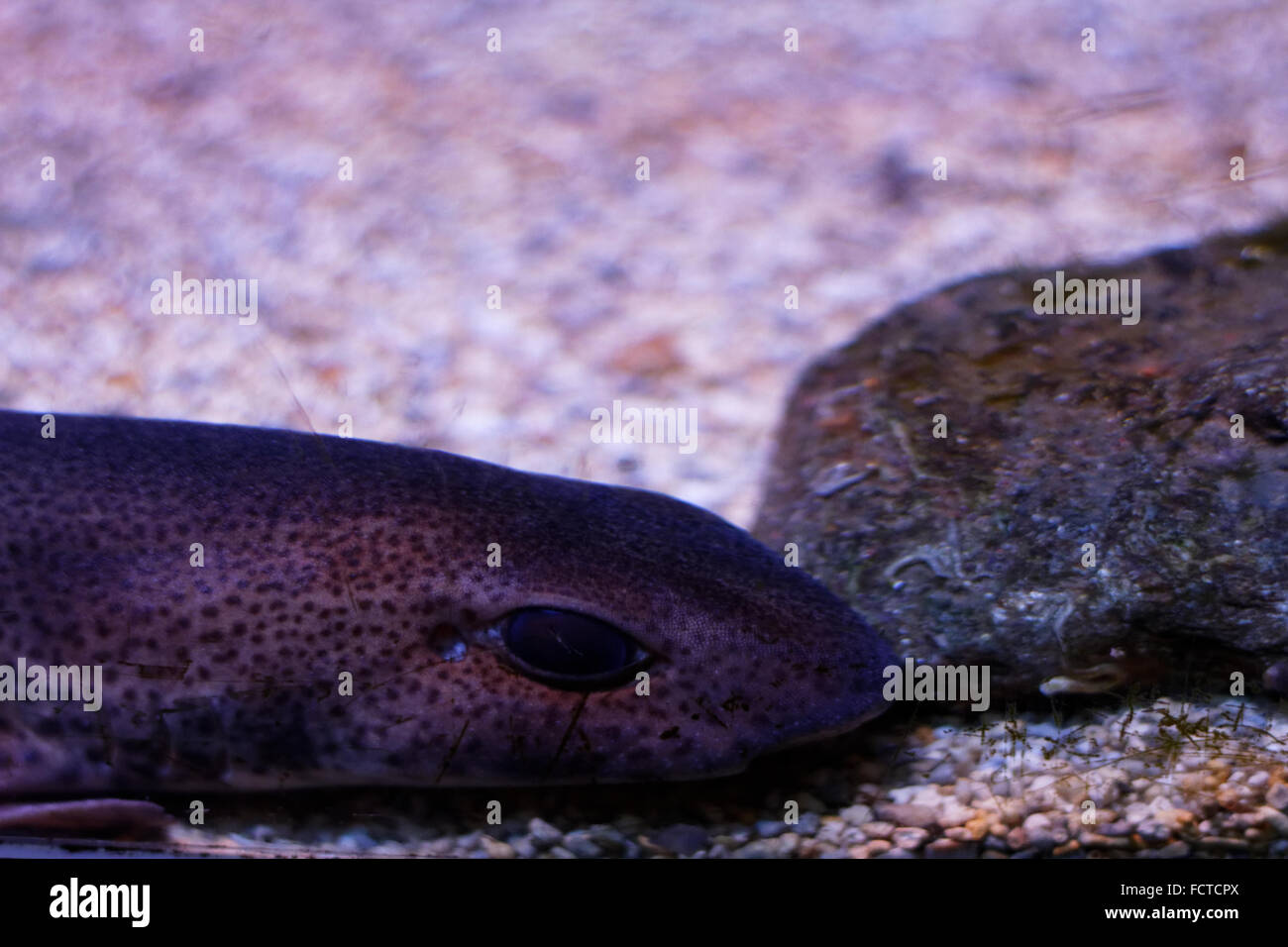 Spotted Dogfish (a.k.a. Small-spotted Catshark) Scyliorhinus canicula Stock Photo
