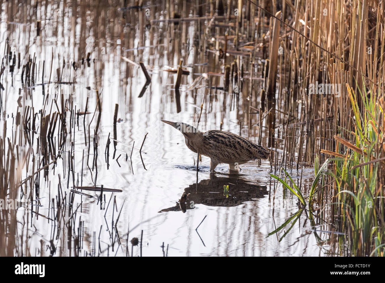 A Bittern crossing between two reed beds Stock Photo - Alamy