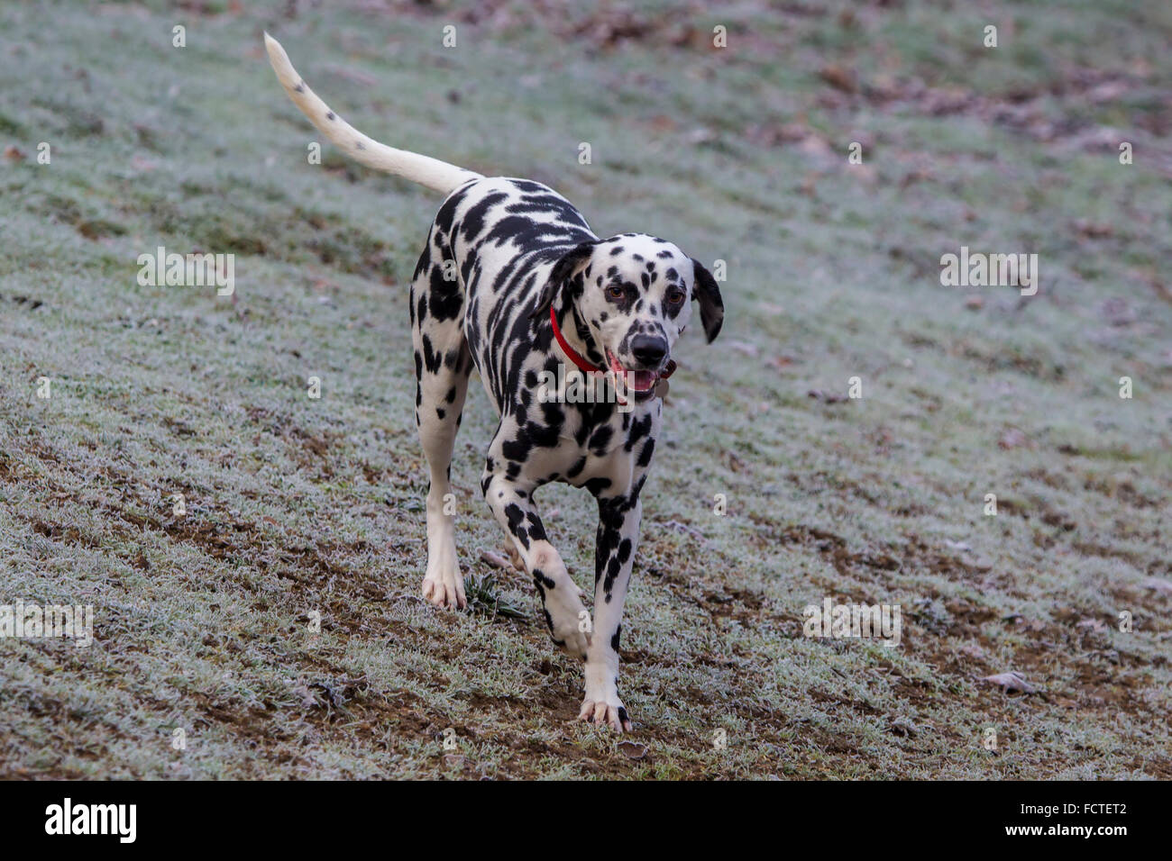 A Dalmatian running towards you Stock Photo Alamy