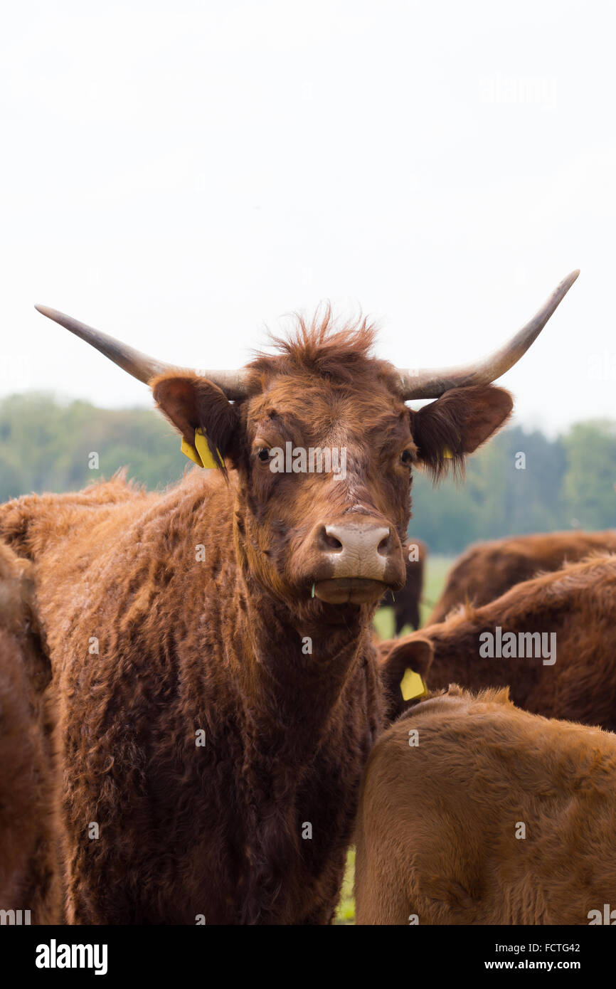 Red Cow looking into the camera Stock Photo - Alamy