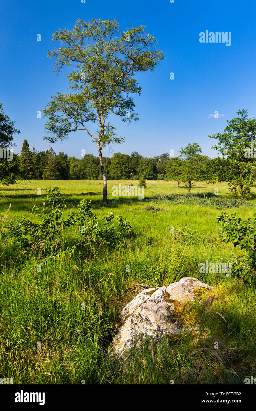 Wide green bog landscape with with a rock in the foreground in the High ...