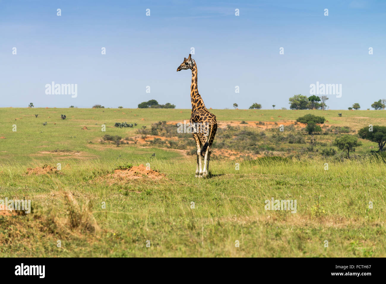 Rothschild's giraffe (Giraffa camelopardalis rothschild), Murchinson Falls National Park, Uganda Stock Photo