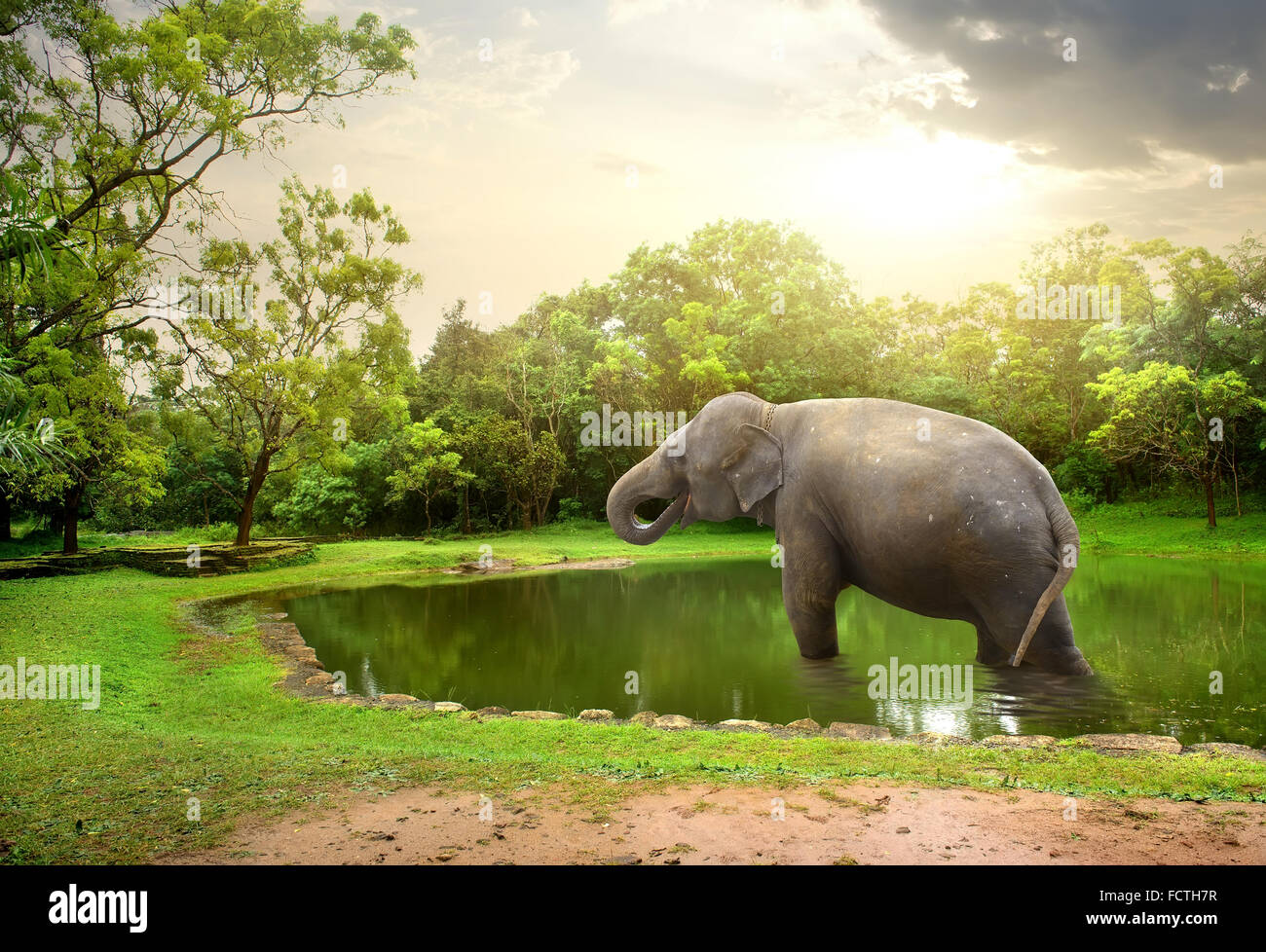 Elephant, bathing  in lake of nature reserve Stock Photo