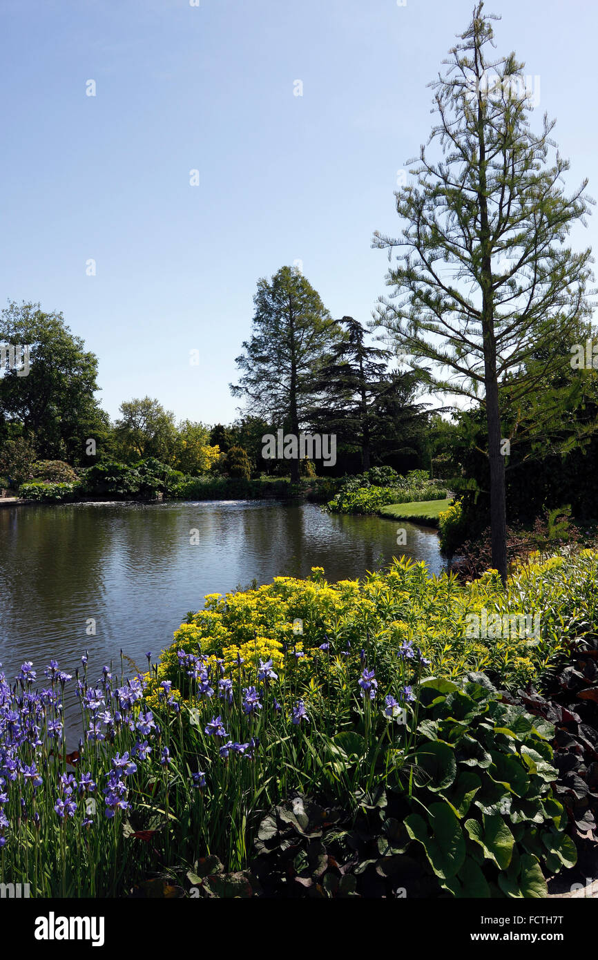 GARDEN POND AT RHS HYDE HALL ESSEX UK. Stock Photo