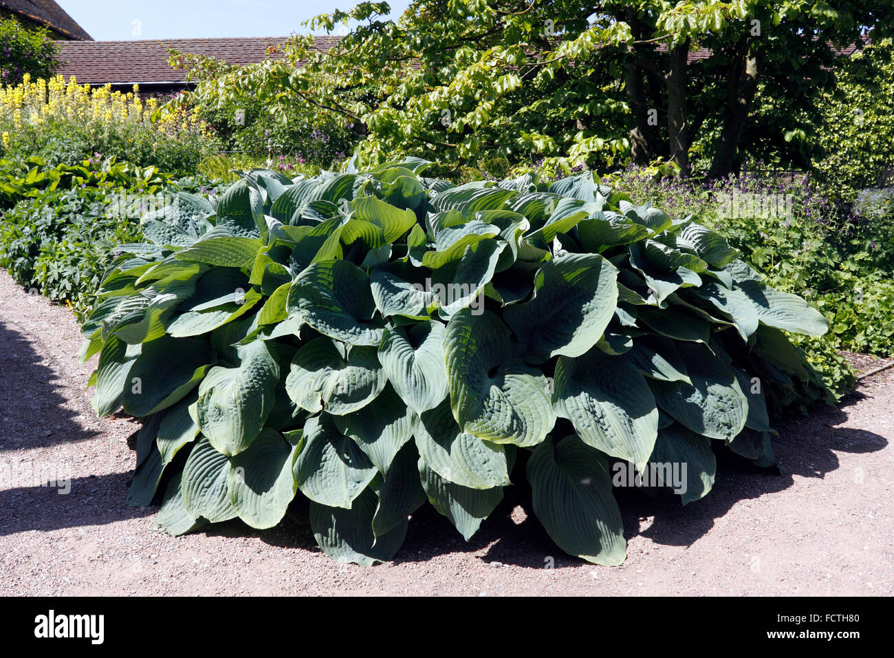 HOSTA BLUE ANGEL. PLANTAIN LILY. Stock Photo