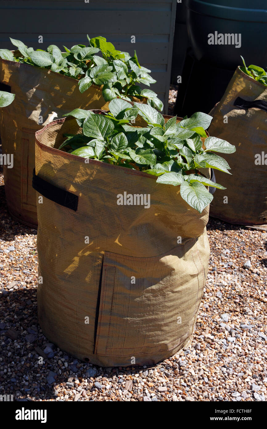 POTATOES GROWING IN CONTAINERS Stock Photo Alamy