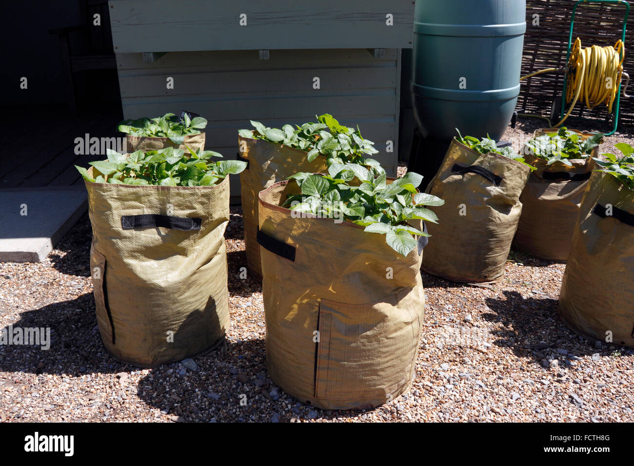 Potato Grow Bag  The Seed Collection