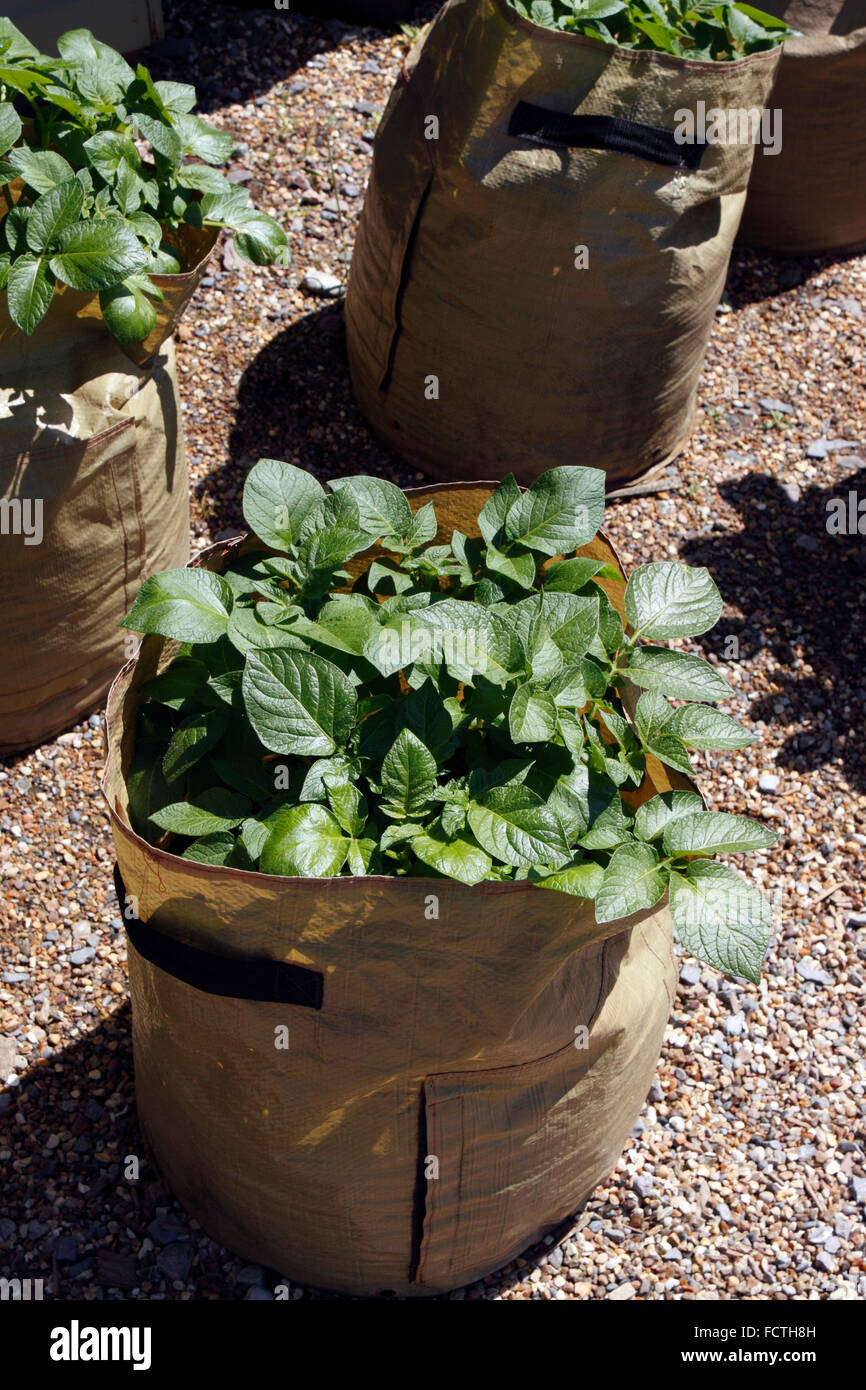 POTATOES GROWING IN CONTAINERS Stock Photo Alamy