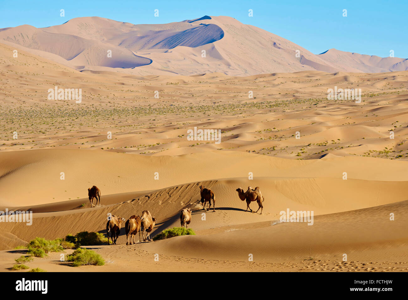 China, Inner Mongolia, Badain Jaran desert, Gobi desert, bactriane camels Stock Photo