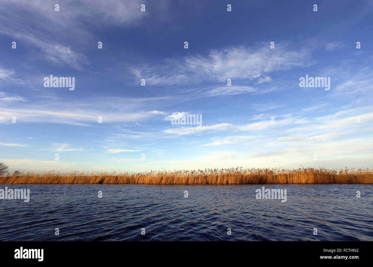 Norfolk Broads: Common Reeds, Phragmites Australis, lining the bank of ...