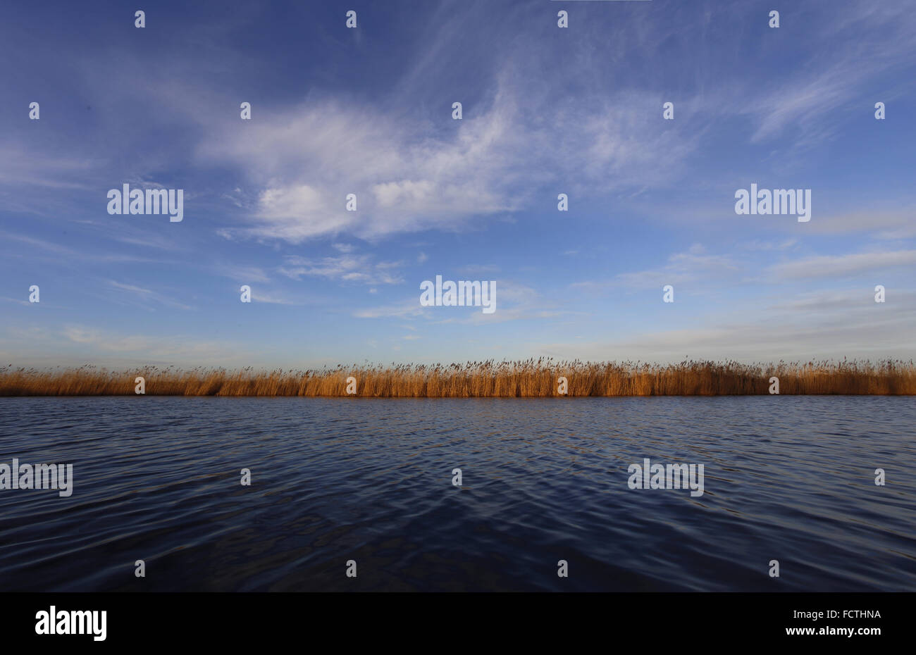 Norfolk Broads: Common Reeds, Phragmites Australis, lining the bank of ...