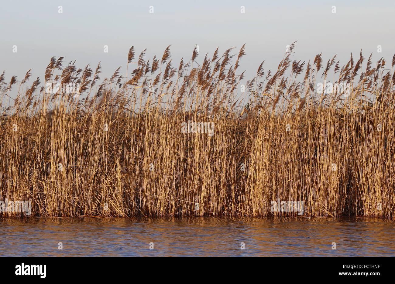 Norfolk Broads: Common Reeds, Phragmites Australis,  lining the bank of the River Thurne near Martham, Norfolk, Stock Photo