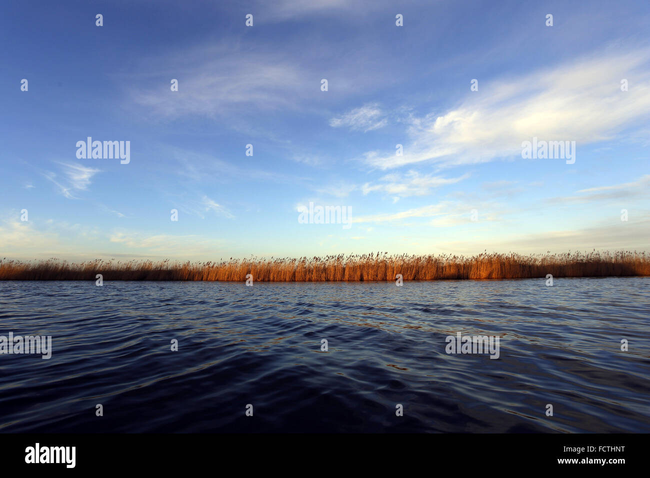 Norfolk Broads: Reeds lining the bank of the River Thurne near Martham, Norfolk, Stock Photo
