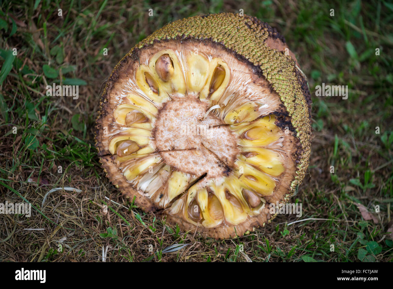 Jackfruit tree, Uganda, Africa Stock Photo