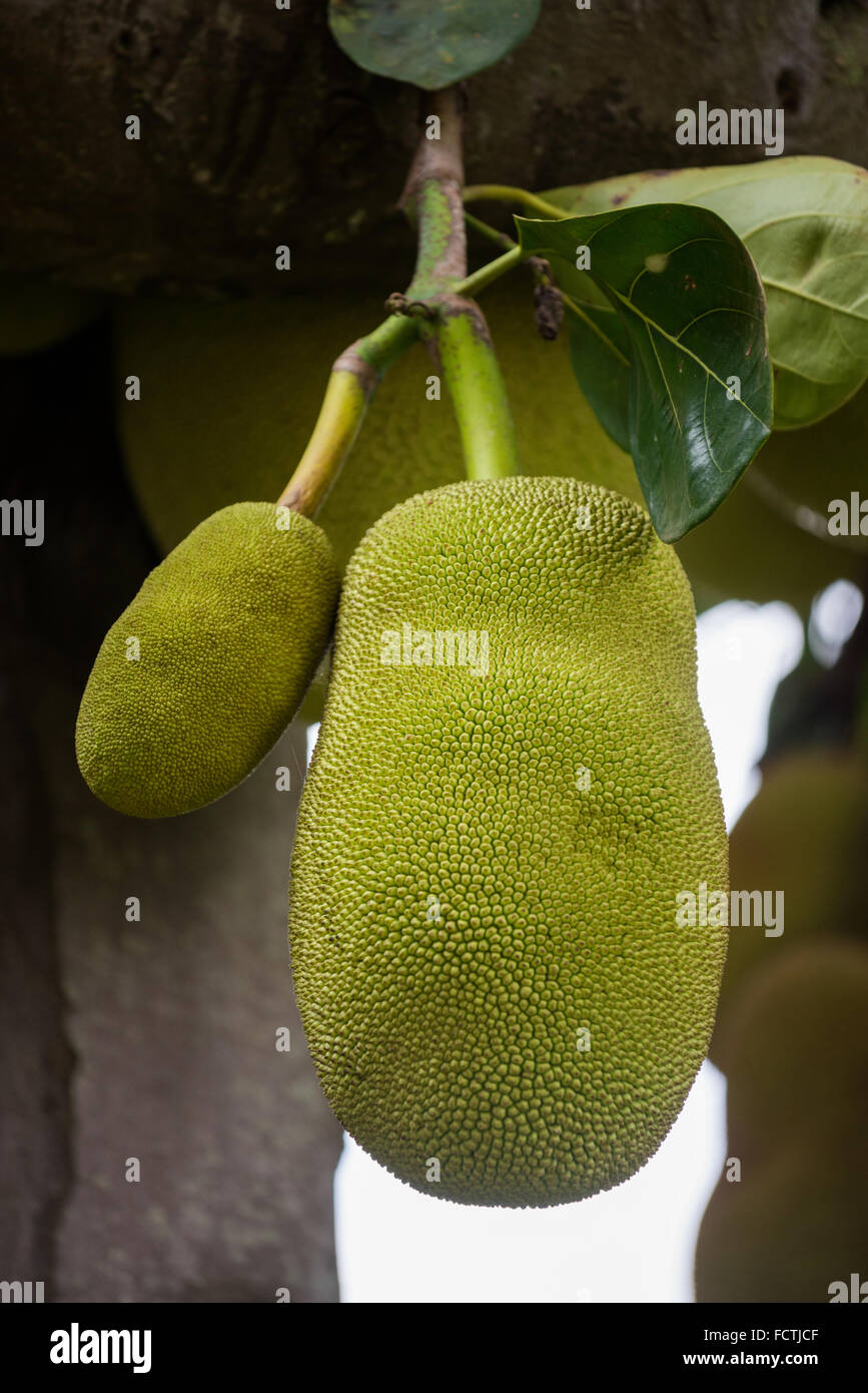 Jackfruit tree, Uganda, Africa Stock Photo