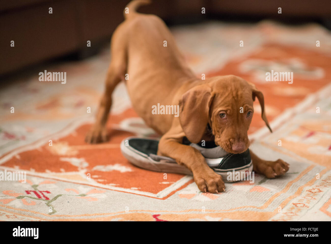 Hungarian Vizsla Puppy playing Stock Photo