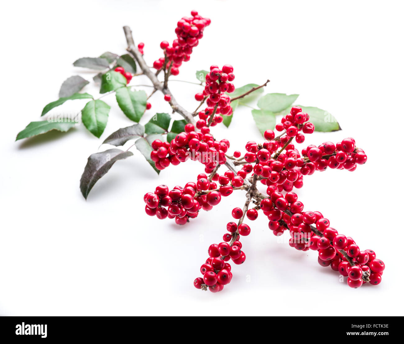 European Holly (Ilex) leaves and fruit on a white background. Stock Photo