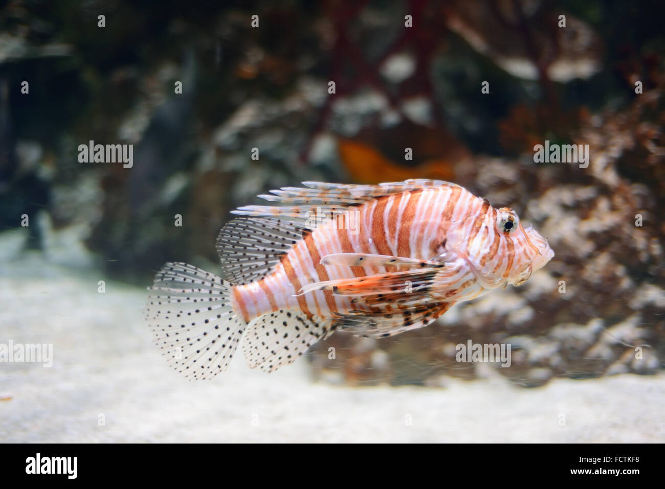 Sea life from London Aquarian. Stock Photo