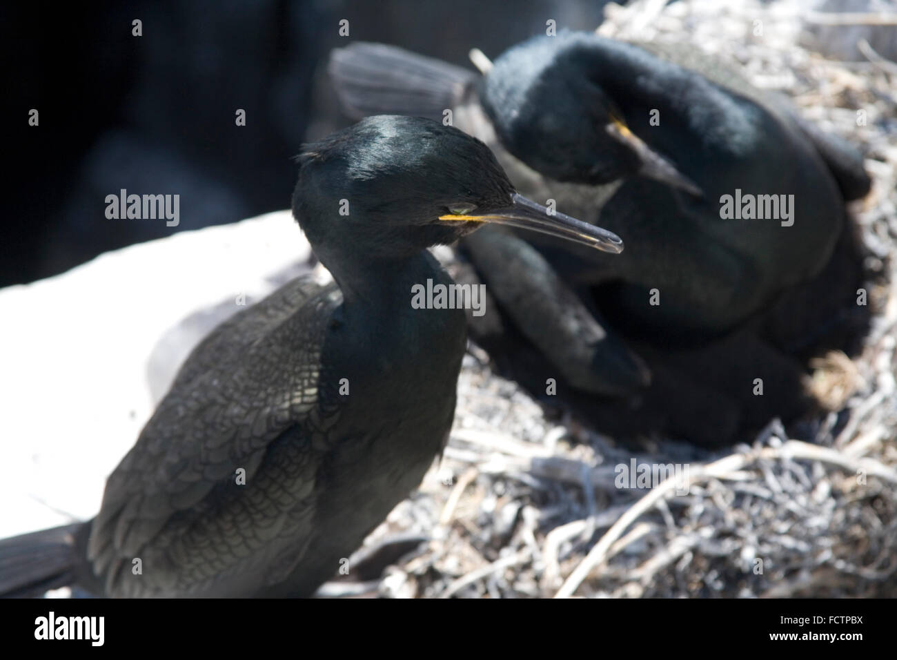 Cormorants nesting on Inner Farne Island Northumberland Stock Photo - Alamy