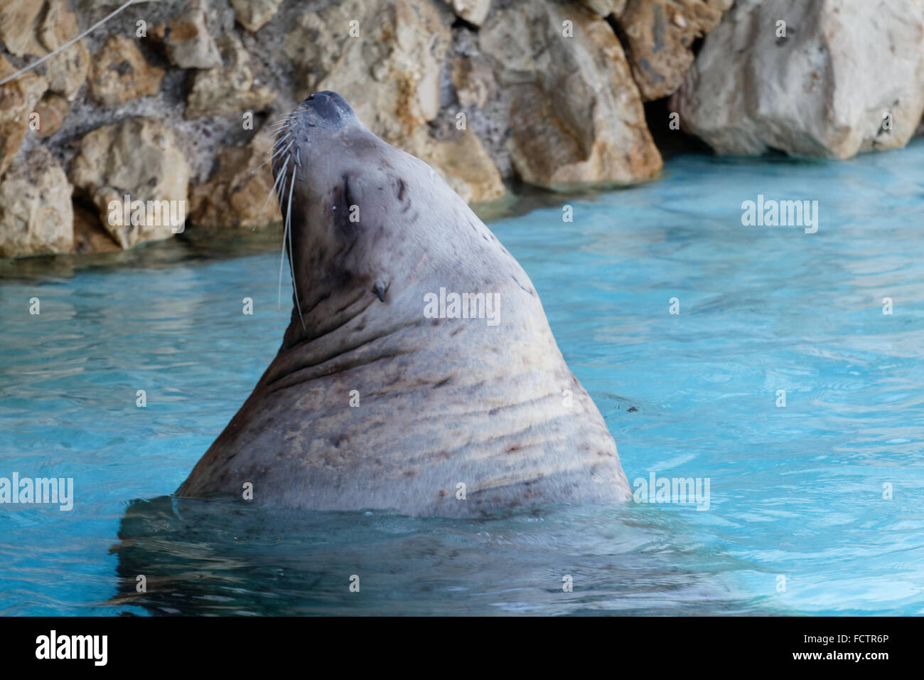 Sea Bear, Eumetopias jubatus - Marineland Theme Park, Nice, France Stock Photo