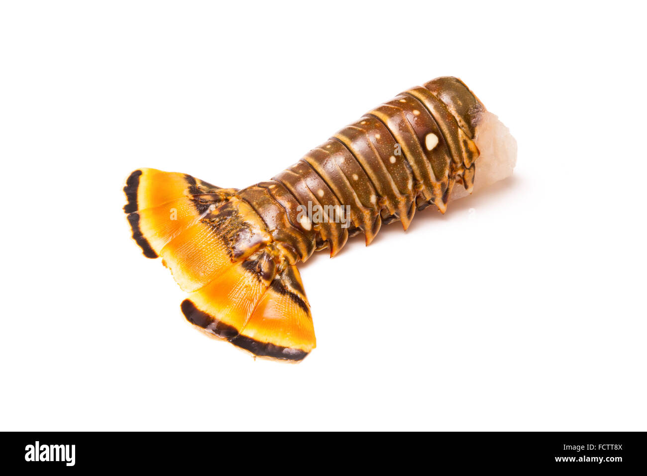 Raw Caribbean ( Bahamas ) rock lobster (Panuliirus argus) or spiny lobster tail isolated on a white studio background. Stock Photo