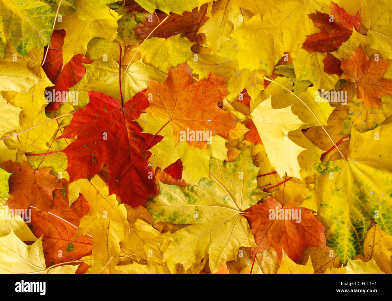Yellow maple leaves hi-res stock photography and images - Alamy