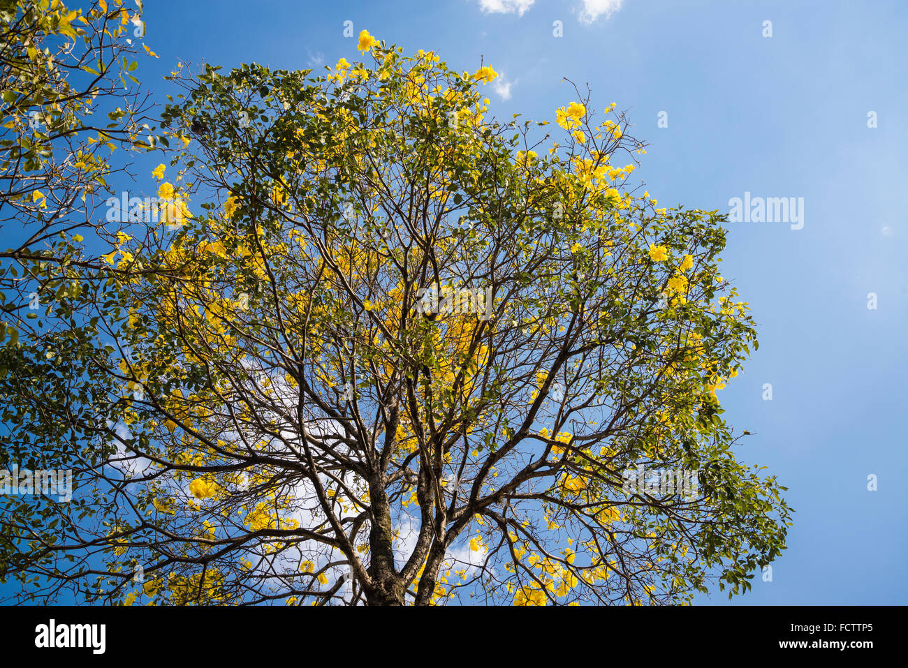 Semillas De Araguaney (Tabebuia Chrysantha) - 8 Semillas, árbol Nacional De Venezuela, Flores Amarillas Vibrantes, Fácil De Cultivar