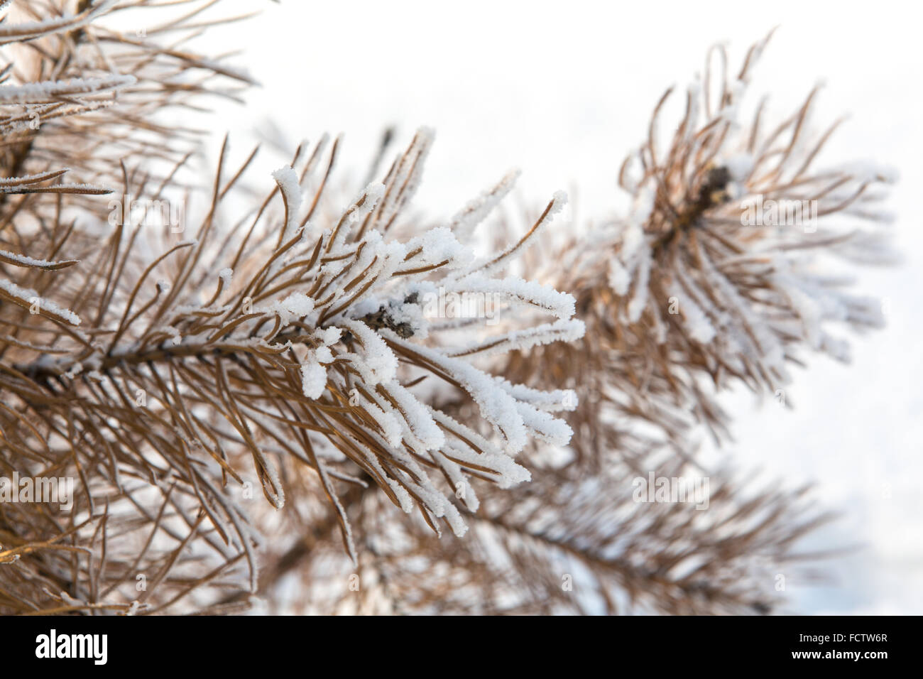 Pine tree branches covered with snow Stock Photo - Alamy