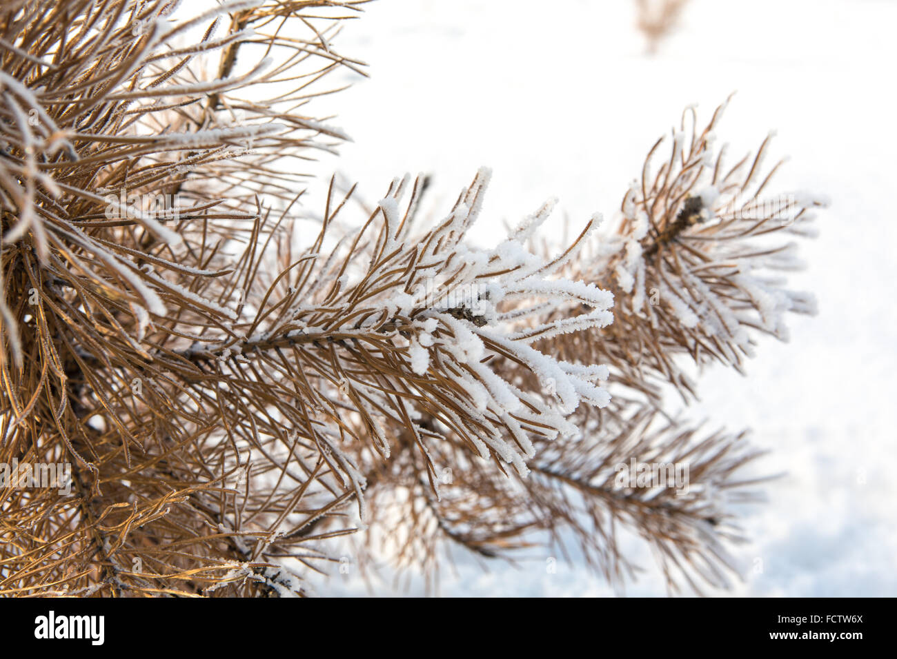 Pine tree branches covered with snow Stock Photo - Alamy