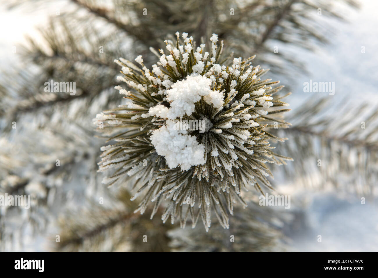 Pine tree branches covered with snow Stock Photo - Alamy