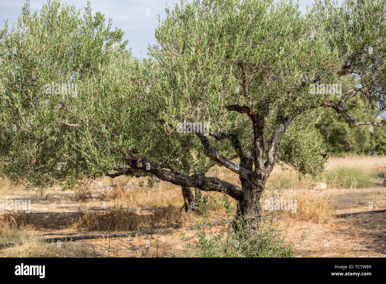In the olive trees garden. Stock Photo