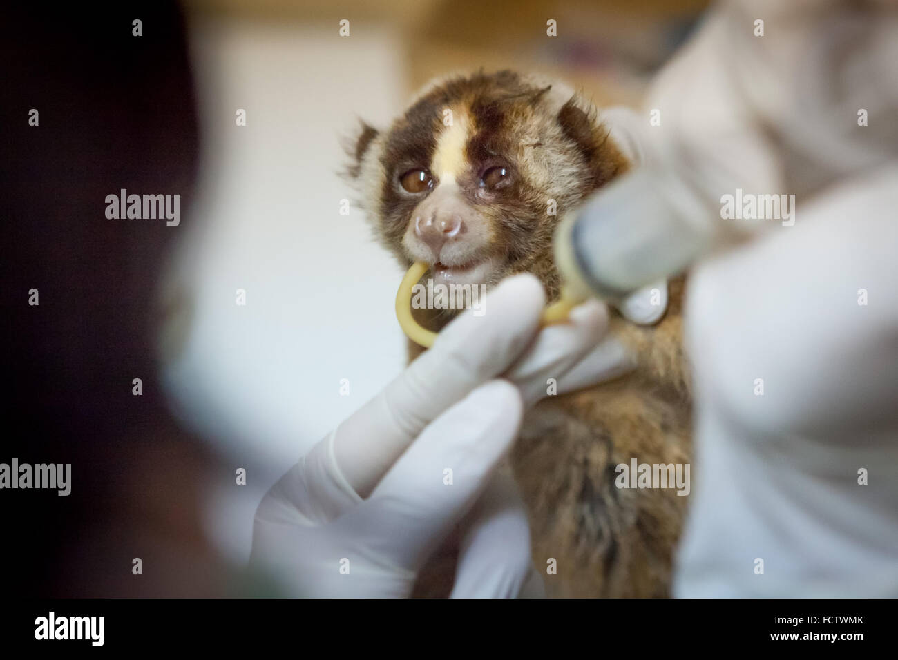 A slow loris is given medical treatment at a veterinary facility operated by International Animal Rescue (IAR) in Ciapus, Bogor, West Java, Indonesia. Stock Photo