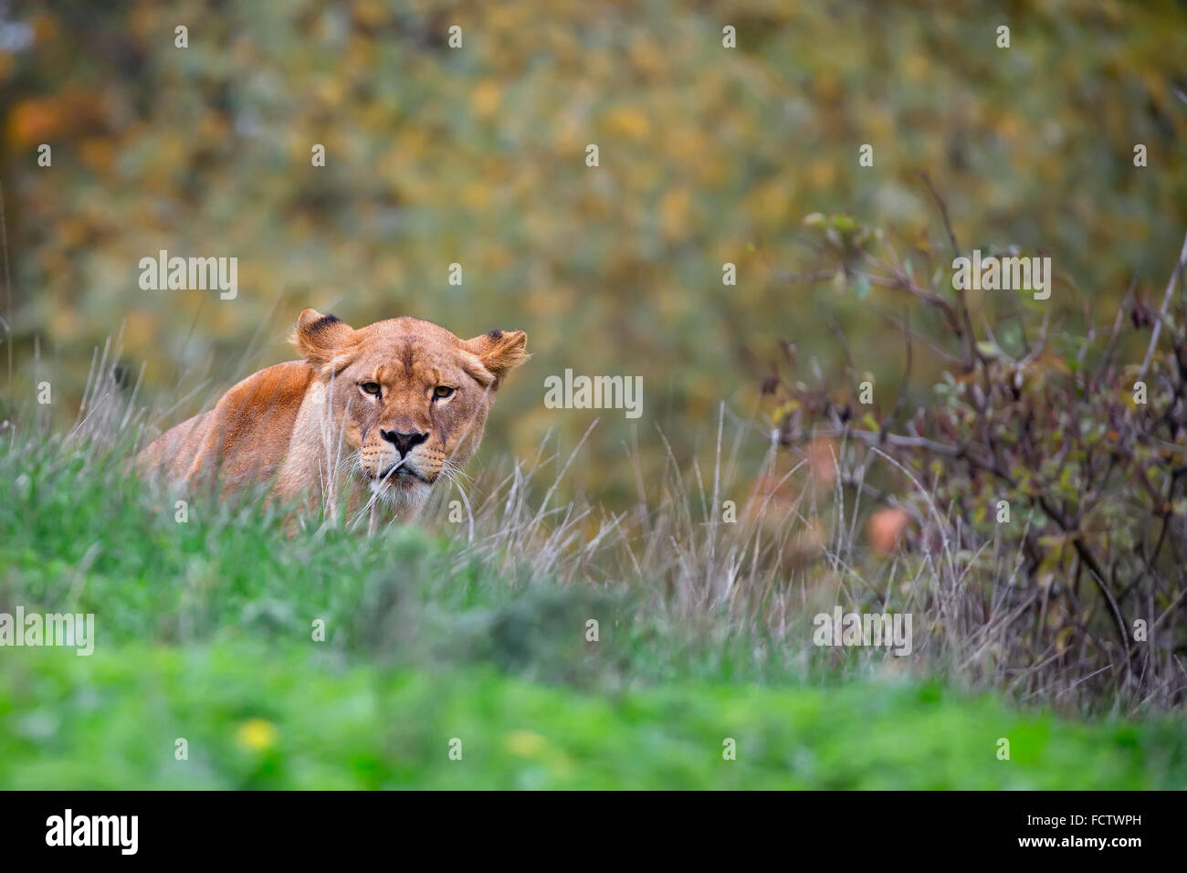 Lioness in the wild, in a clearing Stock Photo