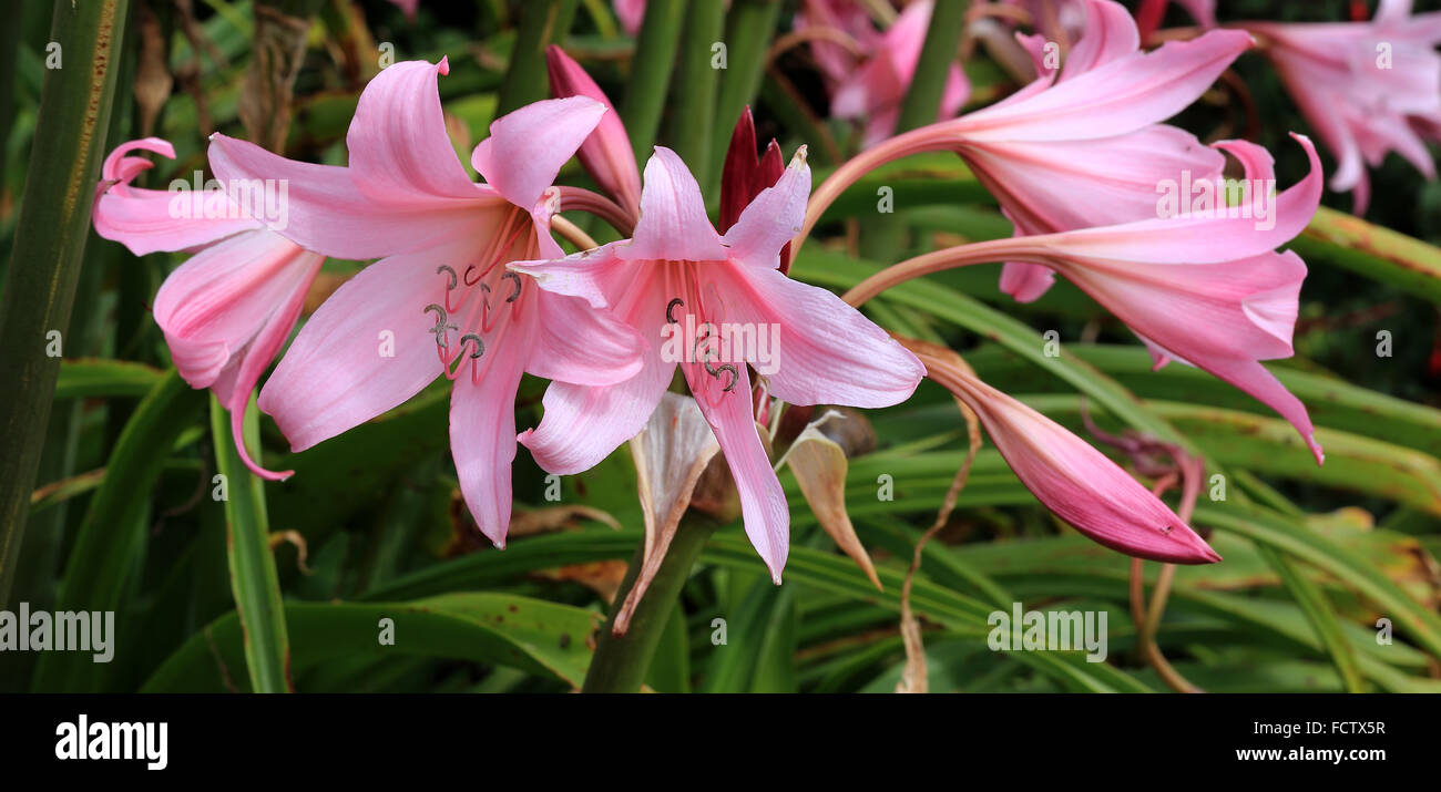 Belladona Lily flowers, Cornwall, England, UK Stock Photo - Alamy