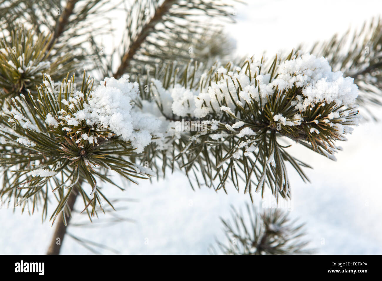 Pine tree branches covered with snow Stock Photo - Alamy
