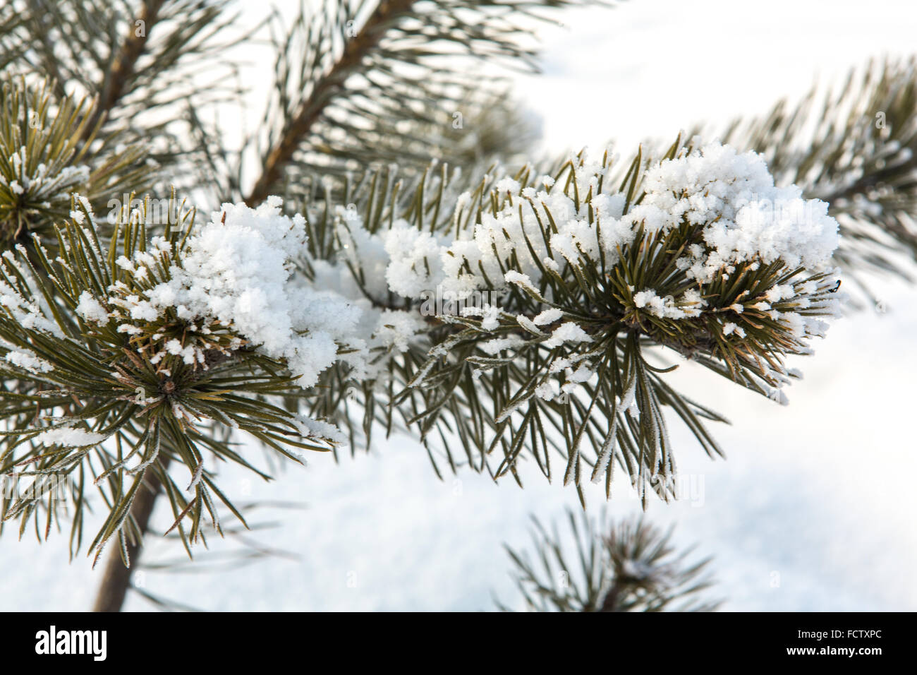 Pine tree branches covered with snow Stock Photo - Alamy