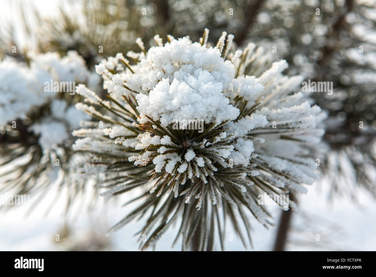 Pine tree branches covered with snow Stock Photo - Alamy
