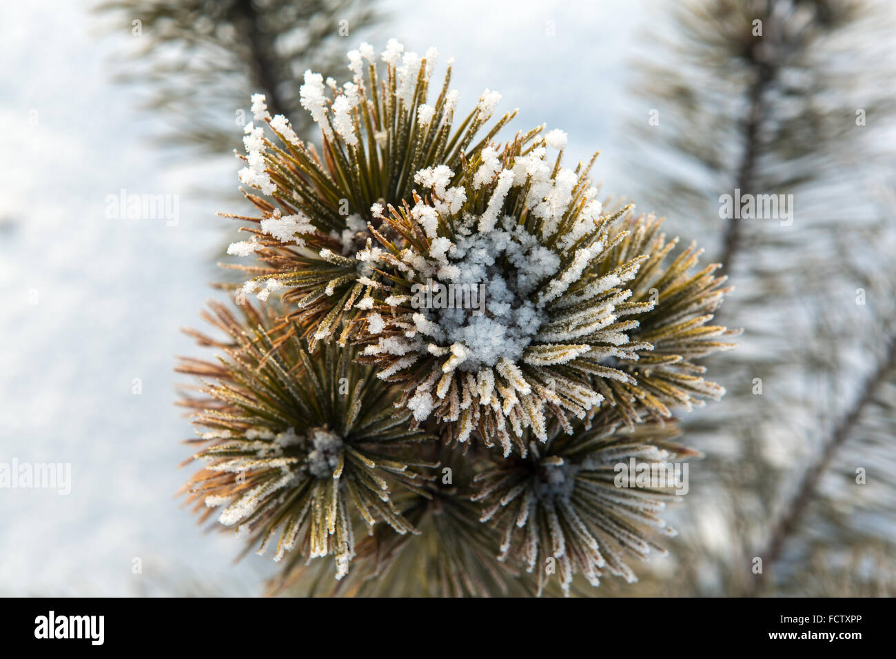 Pine tree branches covered with snow Stock Photo - Alamy