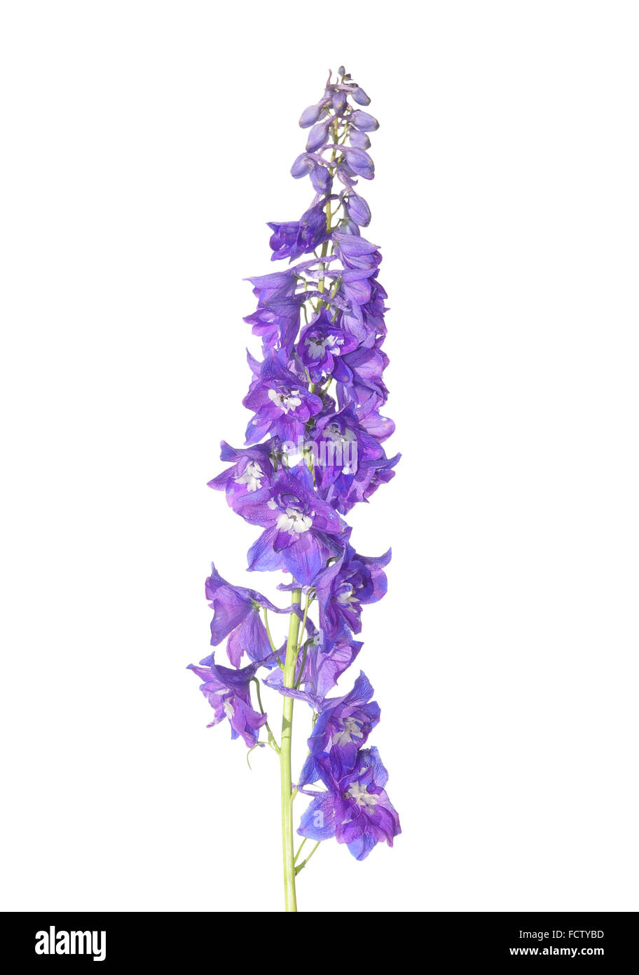 Delphinium flower Stock Photo
