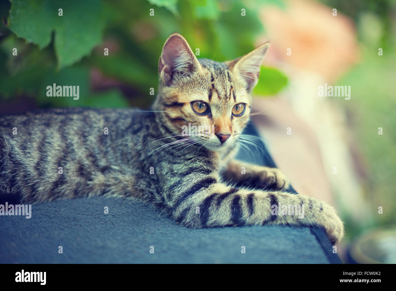 Portrait of kitten outdoors in the garden Stock Photo - Alamy