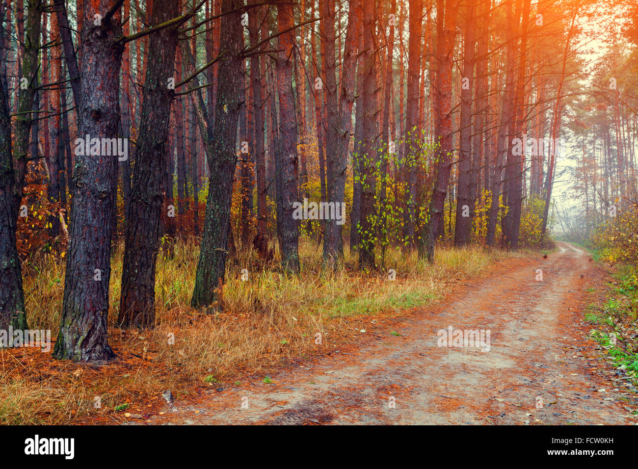 Pine foggy forest in autumn Stock Photo - Alamy