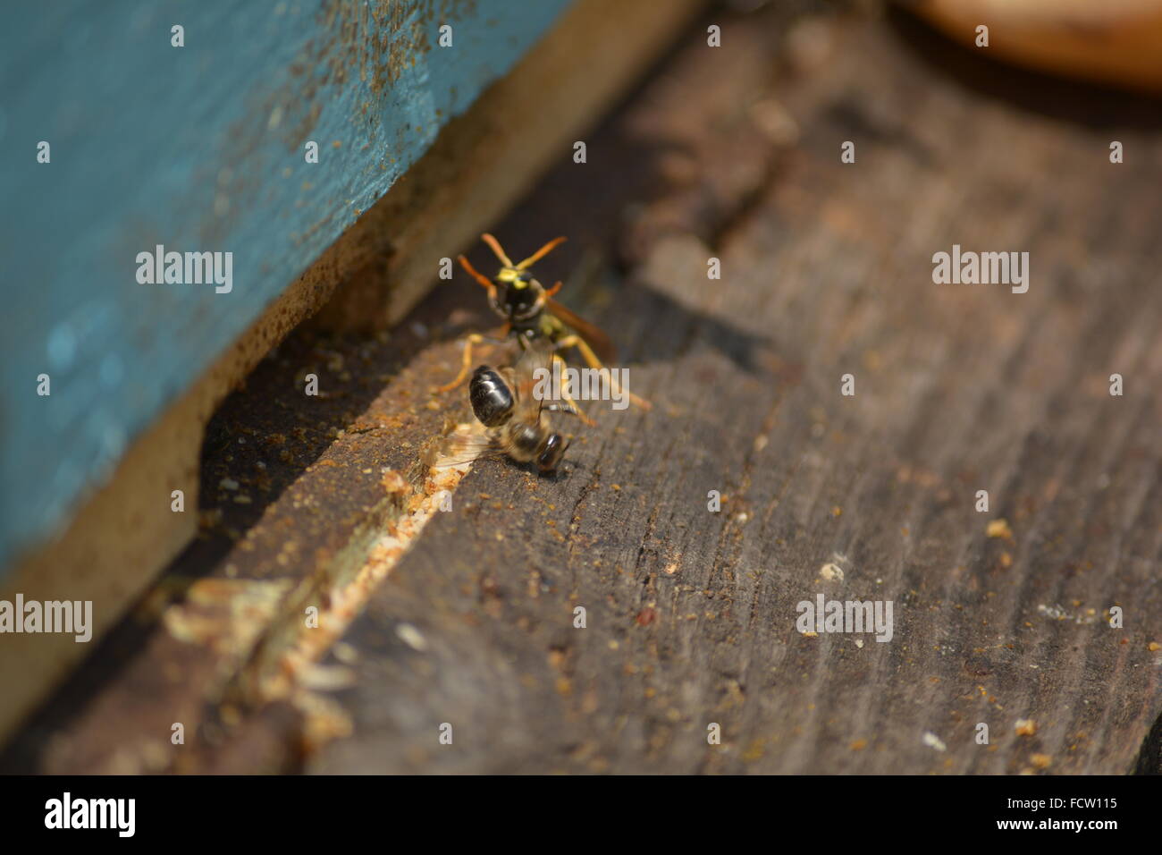 Hornet vs Honey bee Stock Photo - Alamy