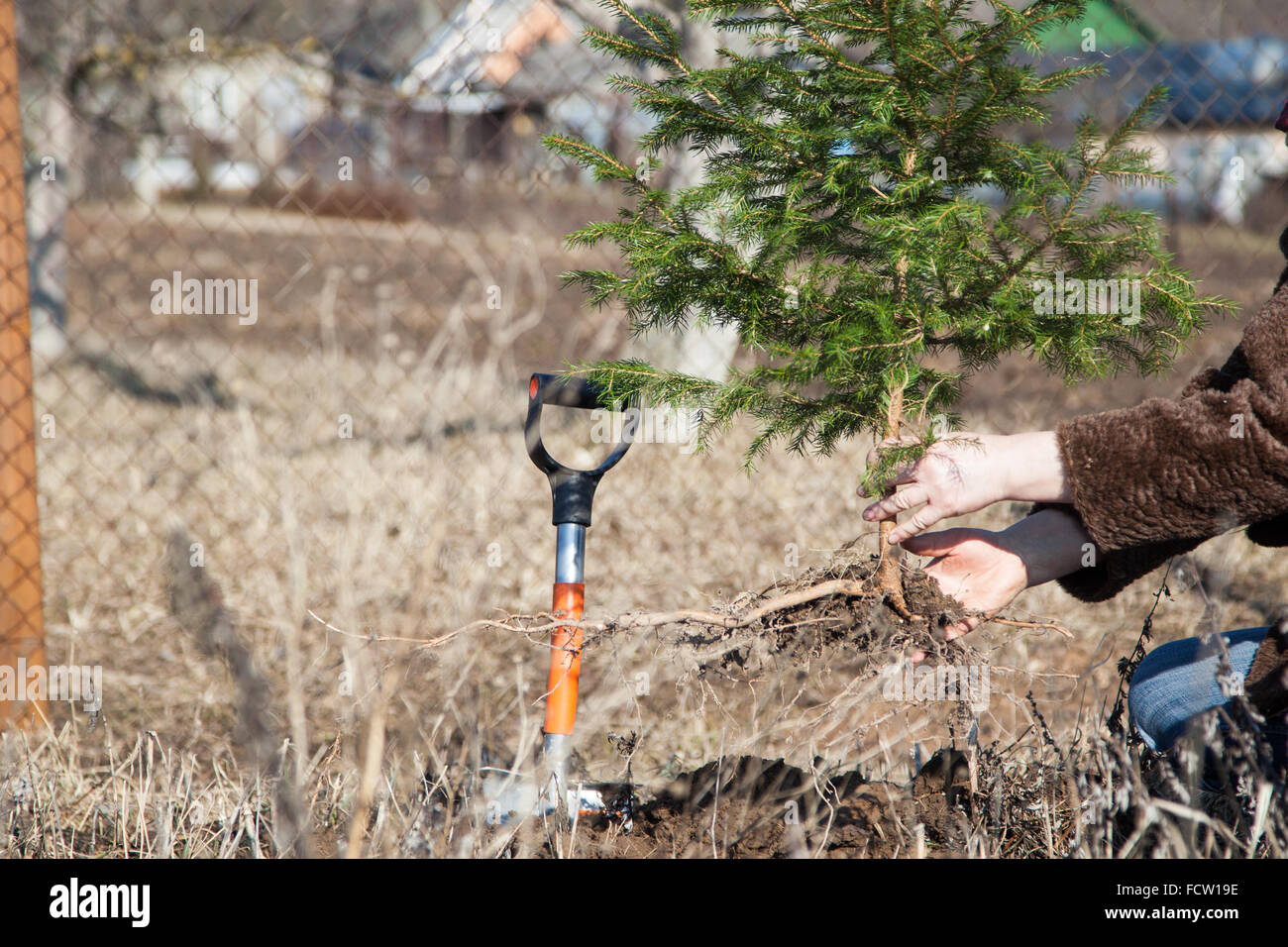 Planting a tree Stock Photo
