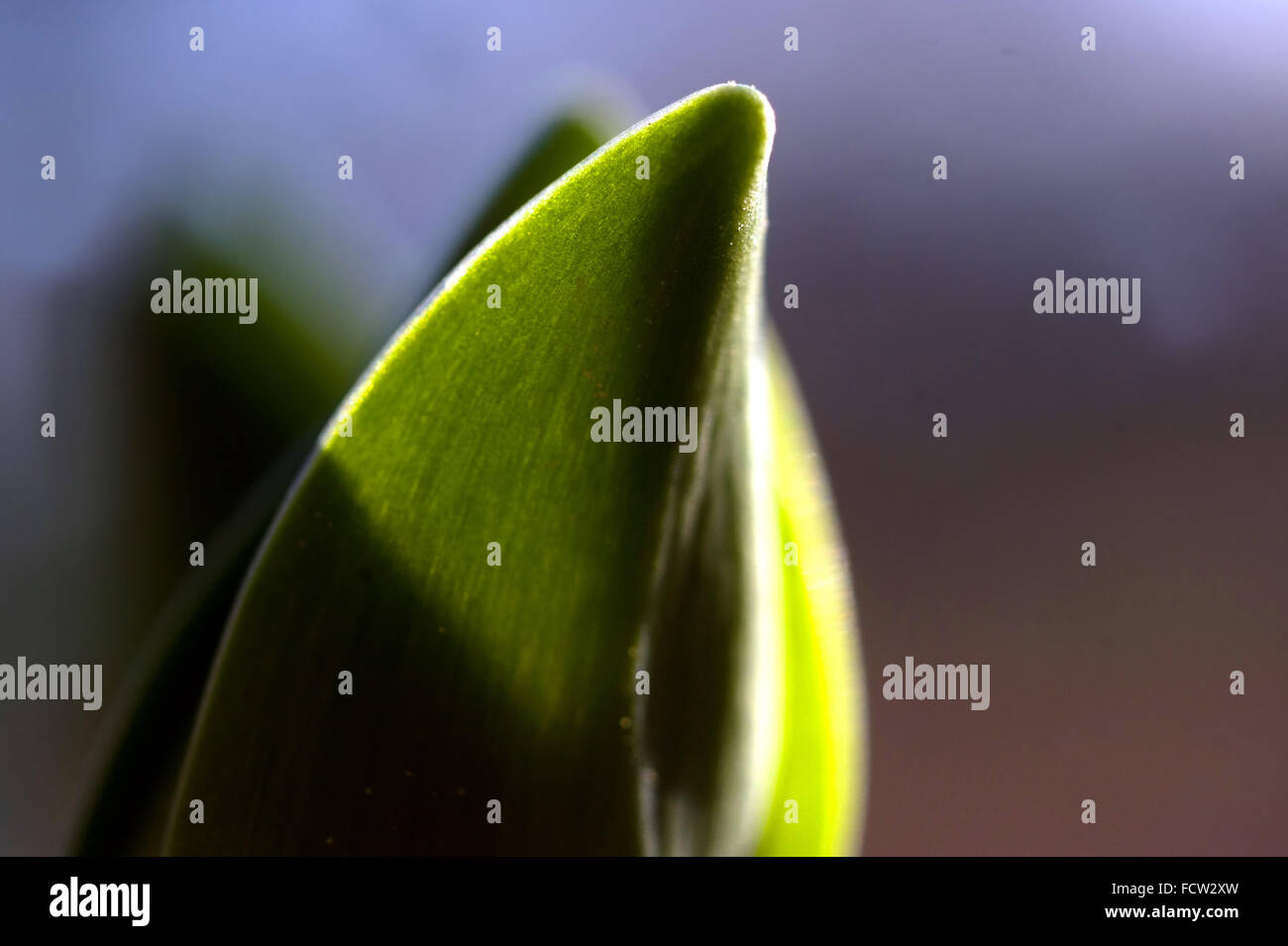 Growing tip of Hyacinth bulb Stock Photo Alamy