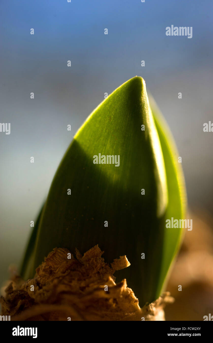 Growing tip of Hyacinth bulb Stock Photo Alamy