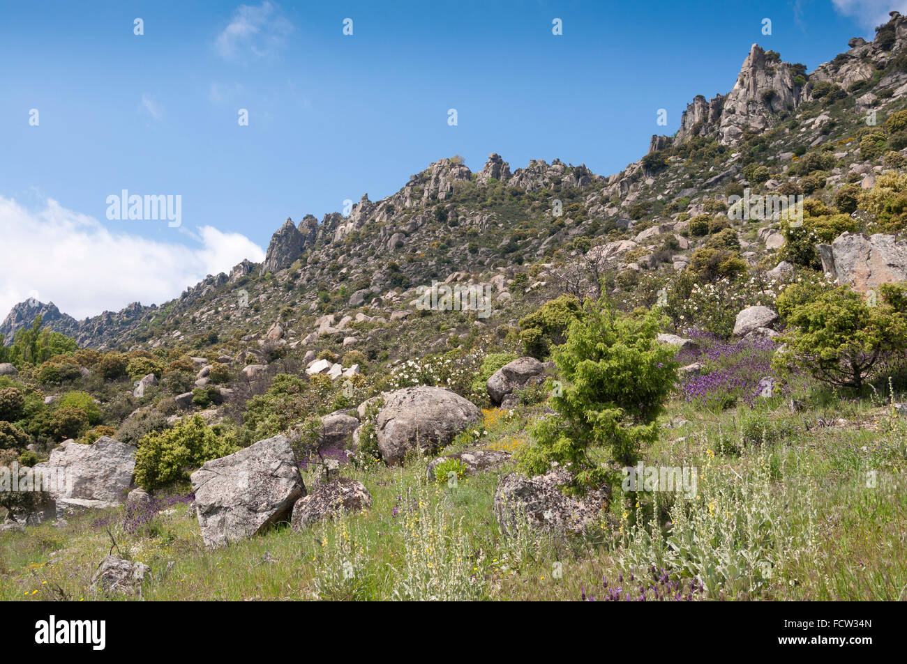Mediterranean vegetation in Sierra de La Cabrera, Madrid, Spain Stock Photo