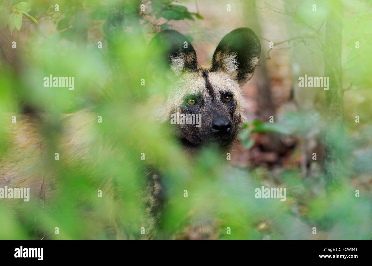 Painted dog (Lycaon pictus), captive, Painted dog centre, Zimbabwe